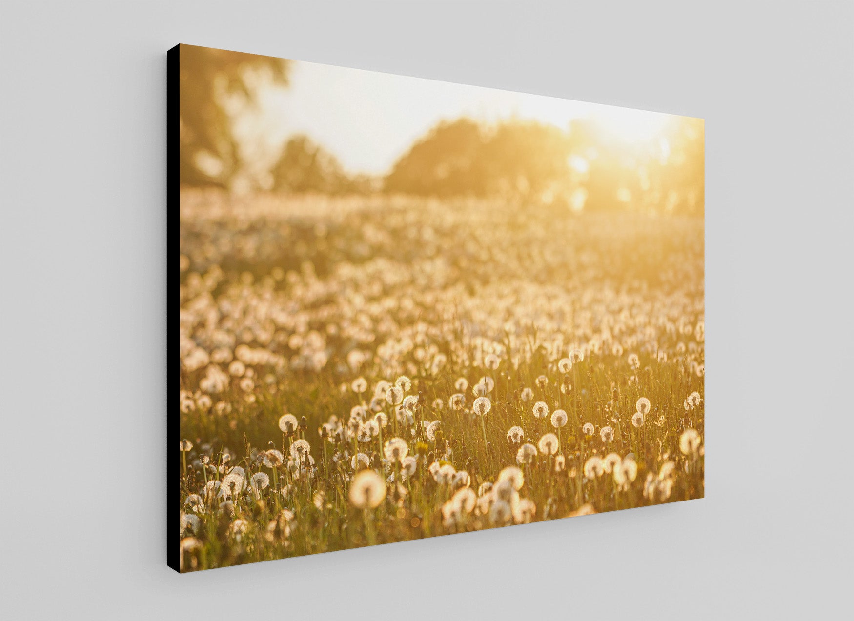 Dandelion Clocks - Phil Sproson Photography