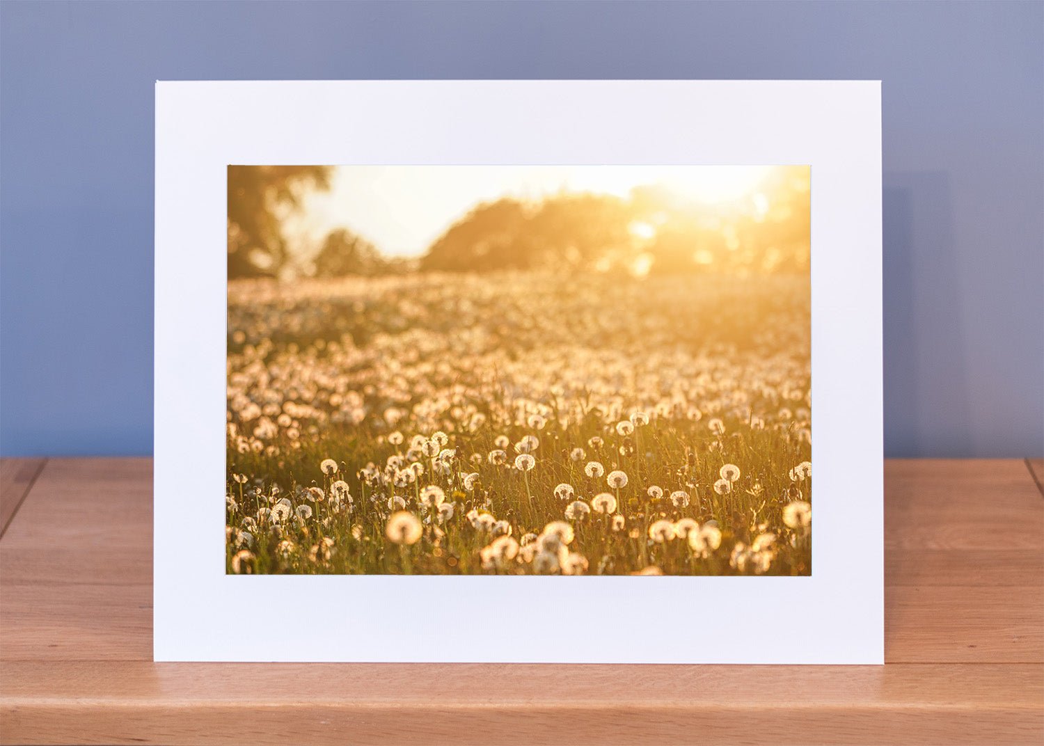 Dandelion Clocks Print - Phil Sproson Photography