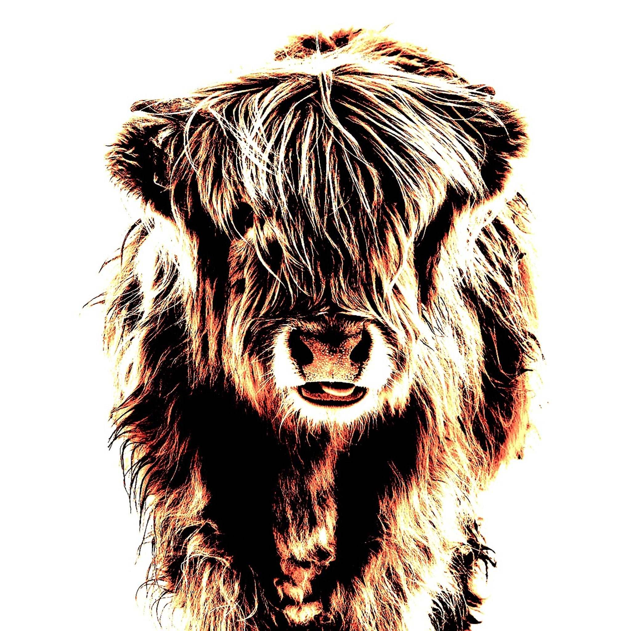 Highland Cow Art Print (10x10in Canvas) - Phil Sproson Photography