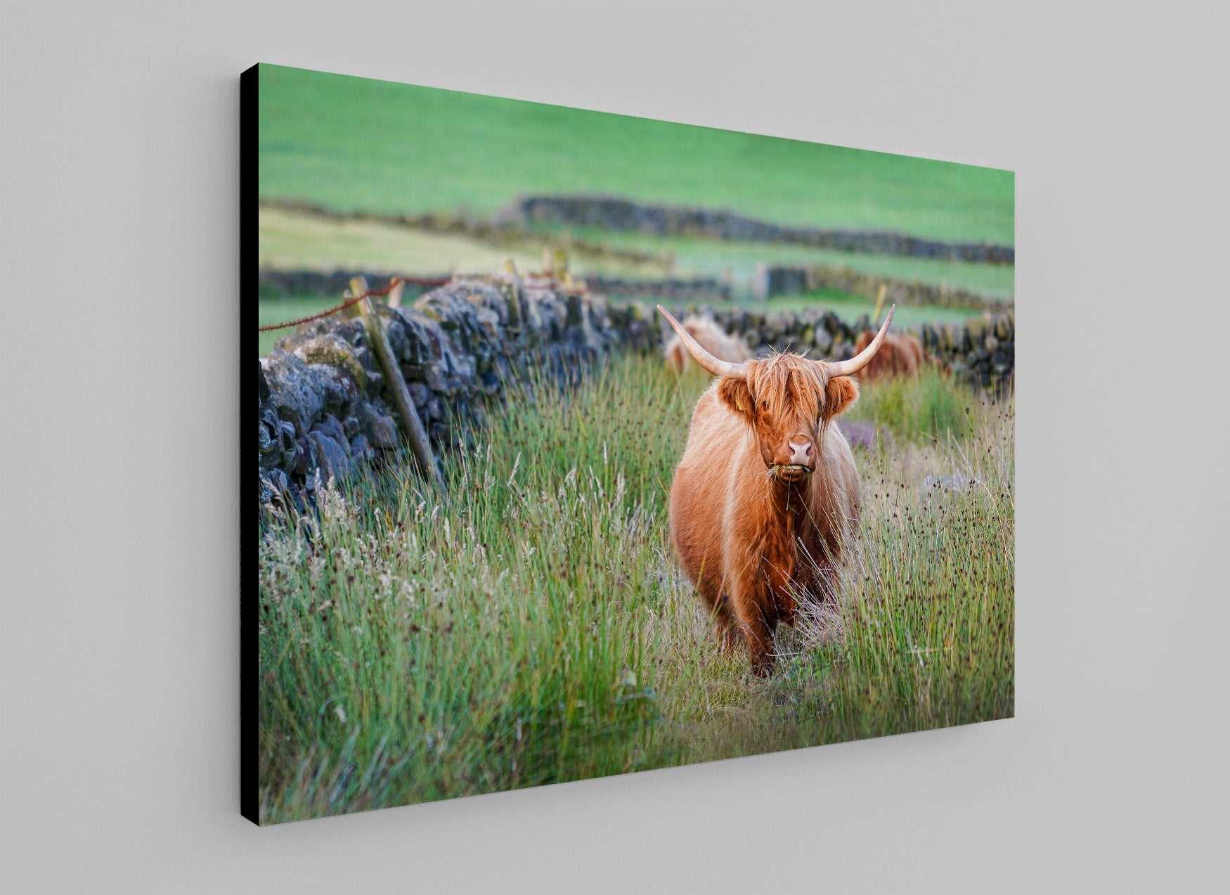 Majestic Moorland Wanderer: Highland Cow on Baslow Edge - Phil Sproson Photography