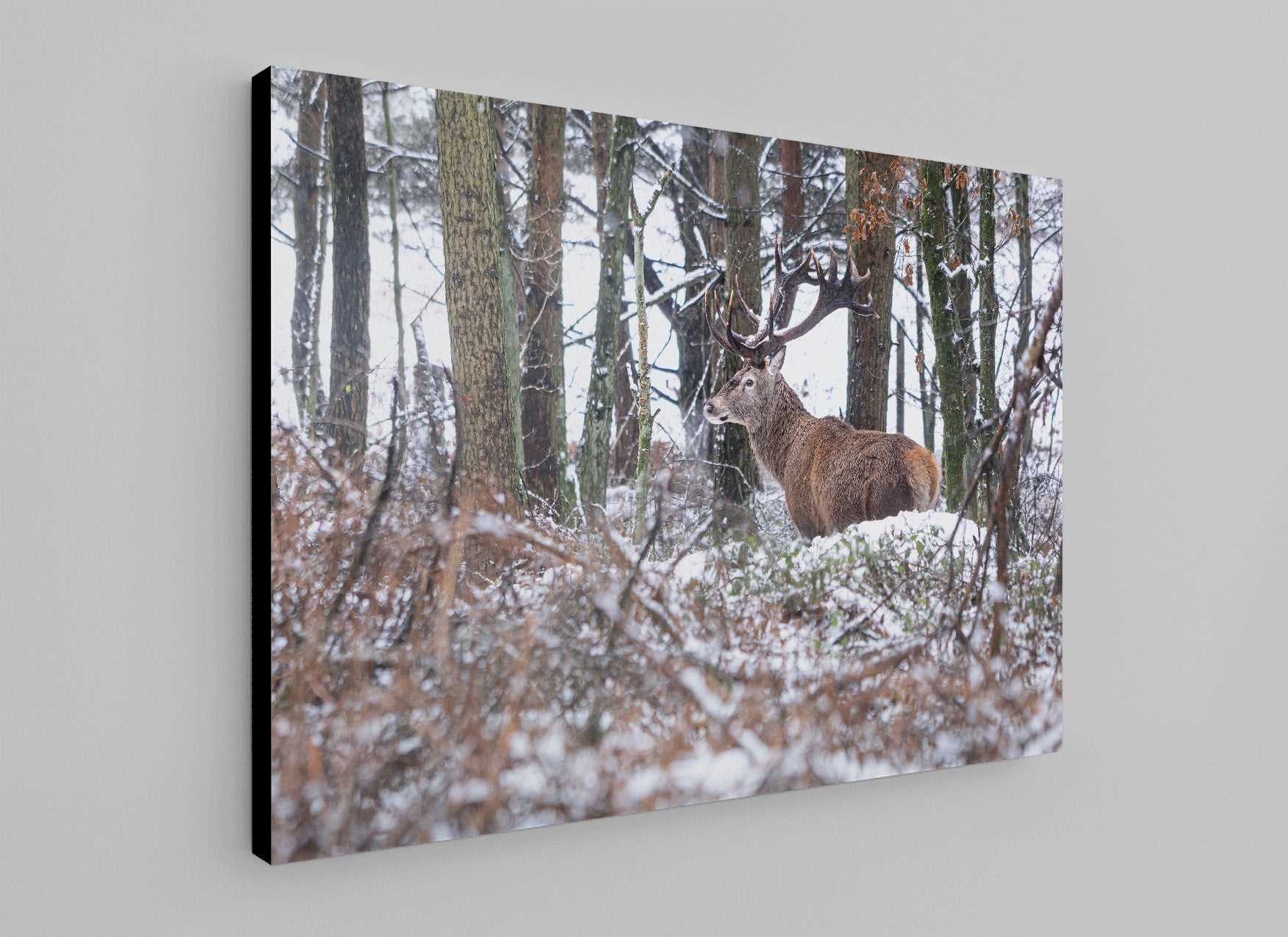 Monach of Big Moor - Phil Sproson Photography