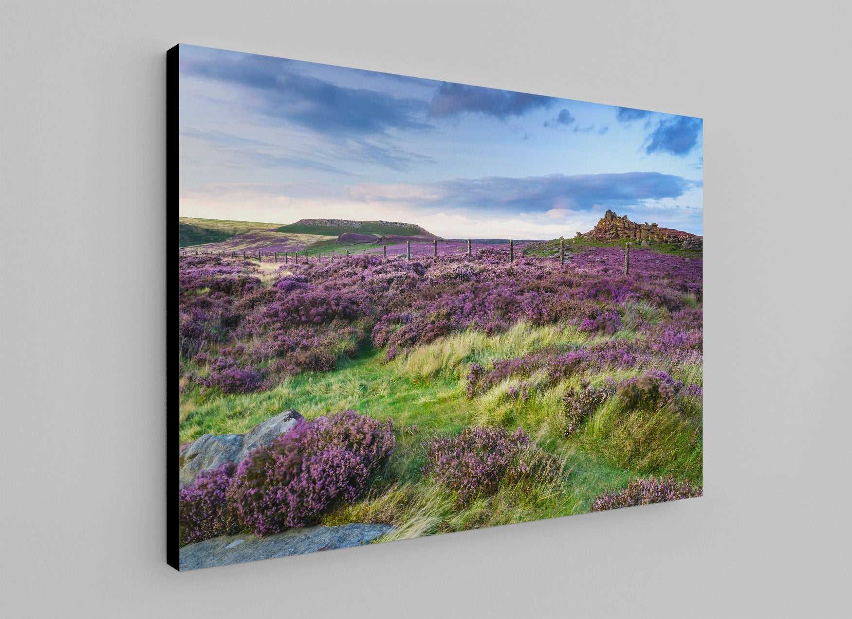 Moorland Blooming Heather - Phil Sproson Photography