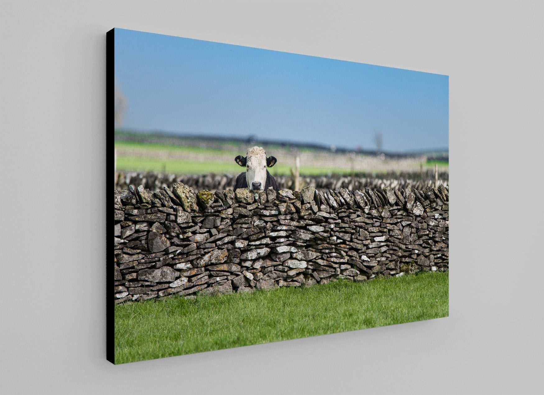 Peek-a-Moo - Phil Sproson Photography