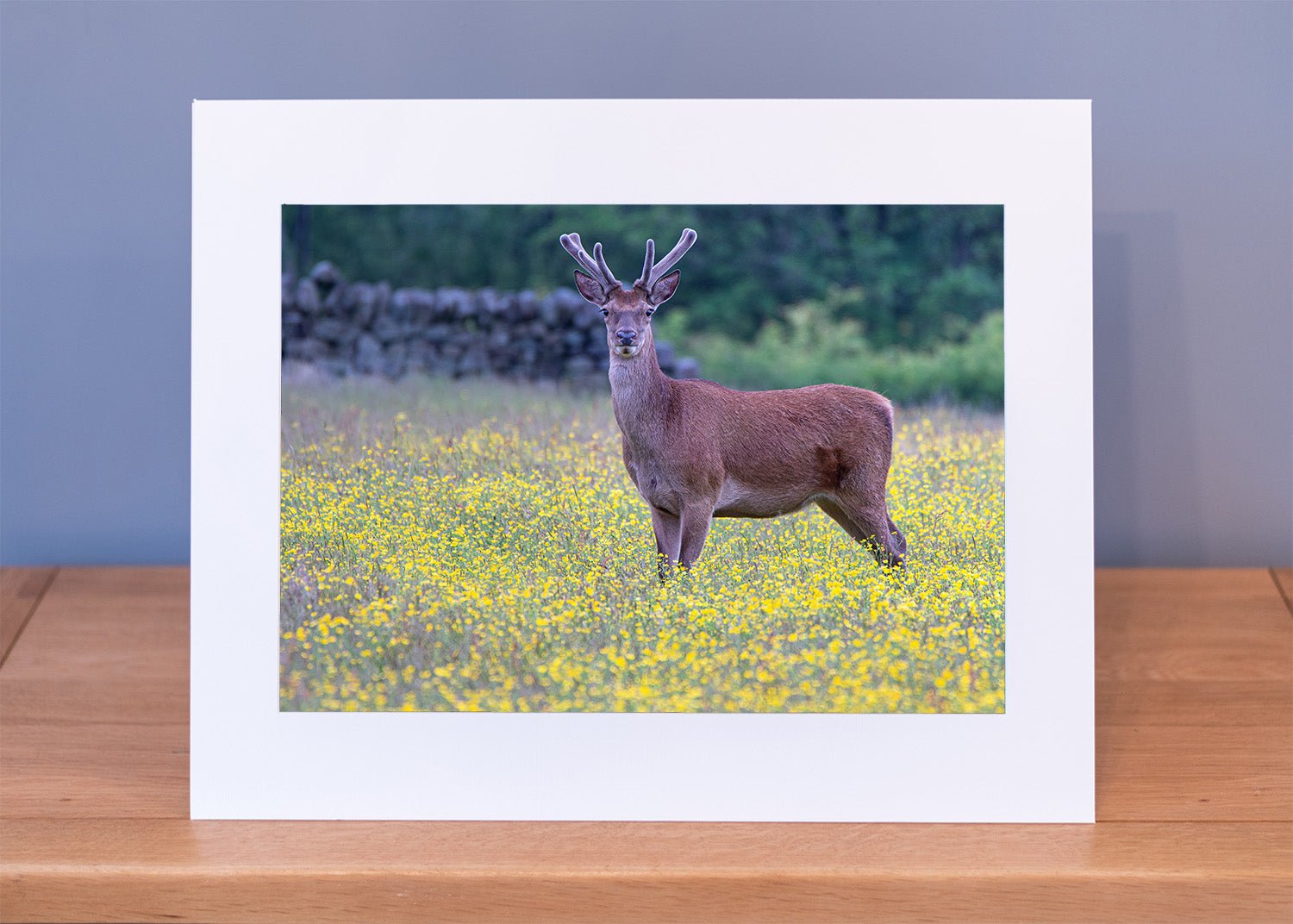Red (Deer) and Yellow Print - Phil Sproson Photography