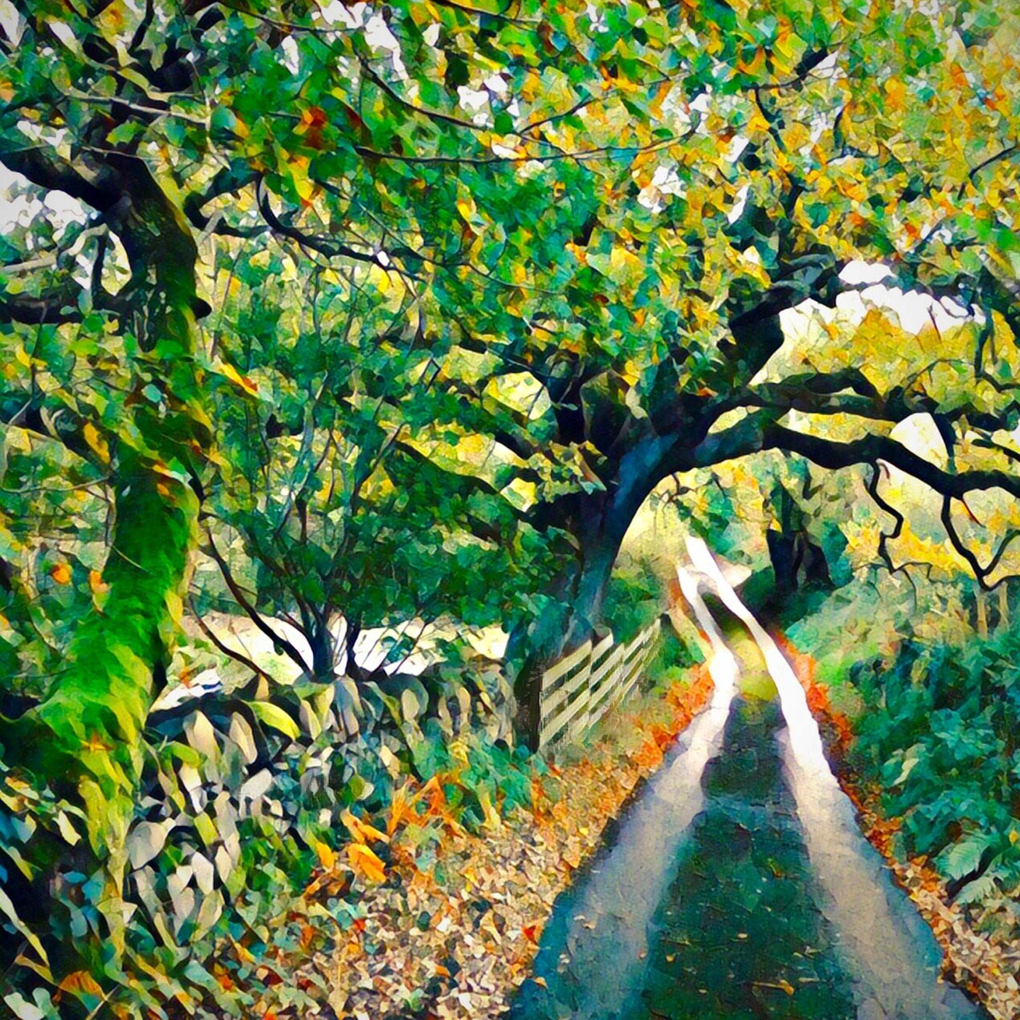 Autumn Lane Art Print (10x10in Canvas) - Phil Sproson Photography