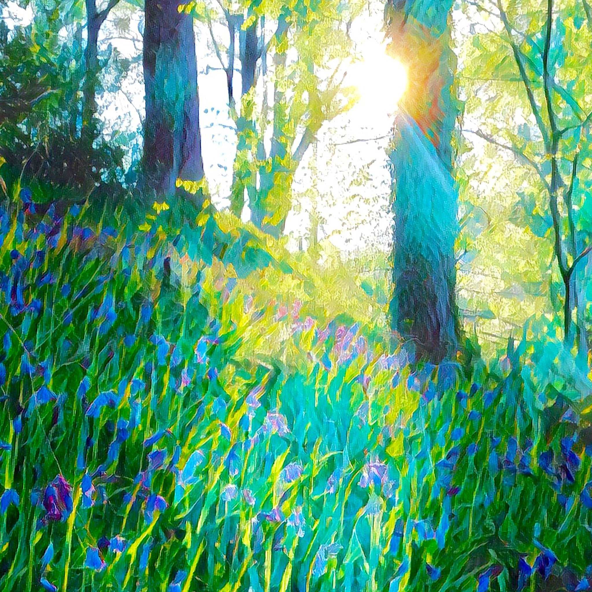 Bluebell Wood Art Print (10x10in Canvas) - Phil Sproson Photography