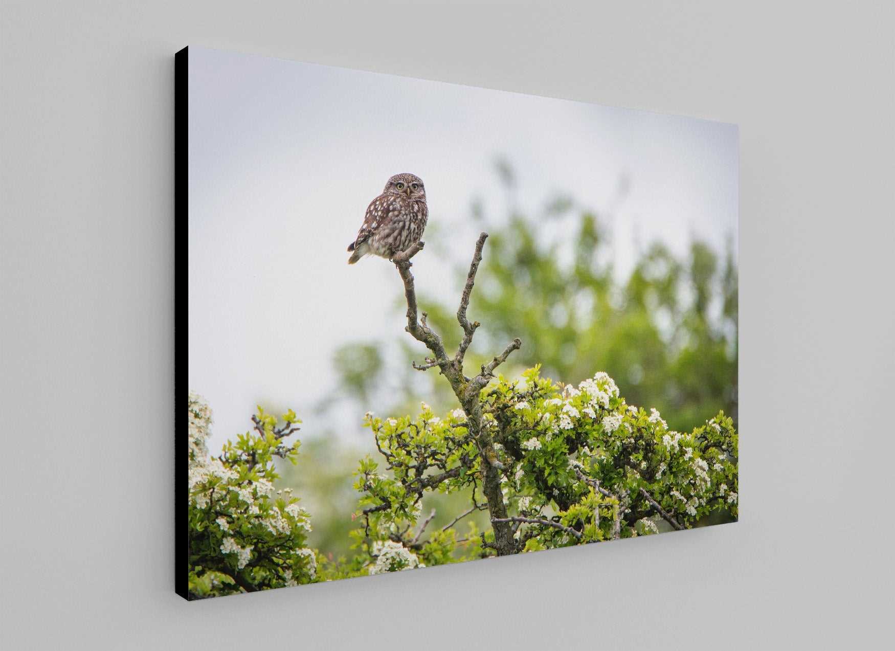 Little Owl in Blossom - Phil Sproson Photography