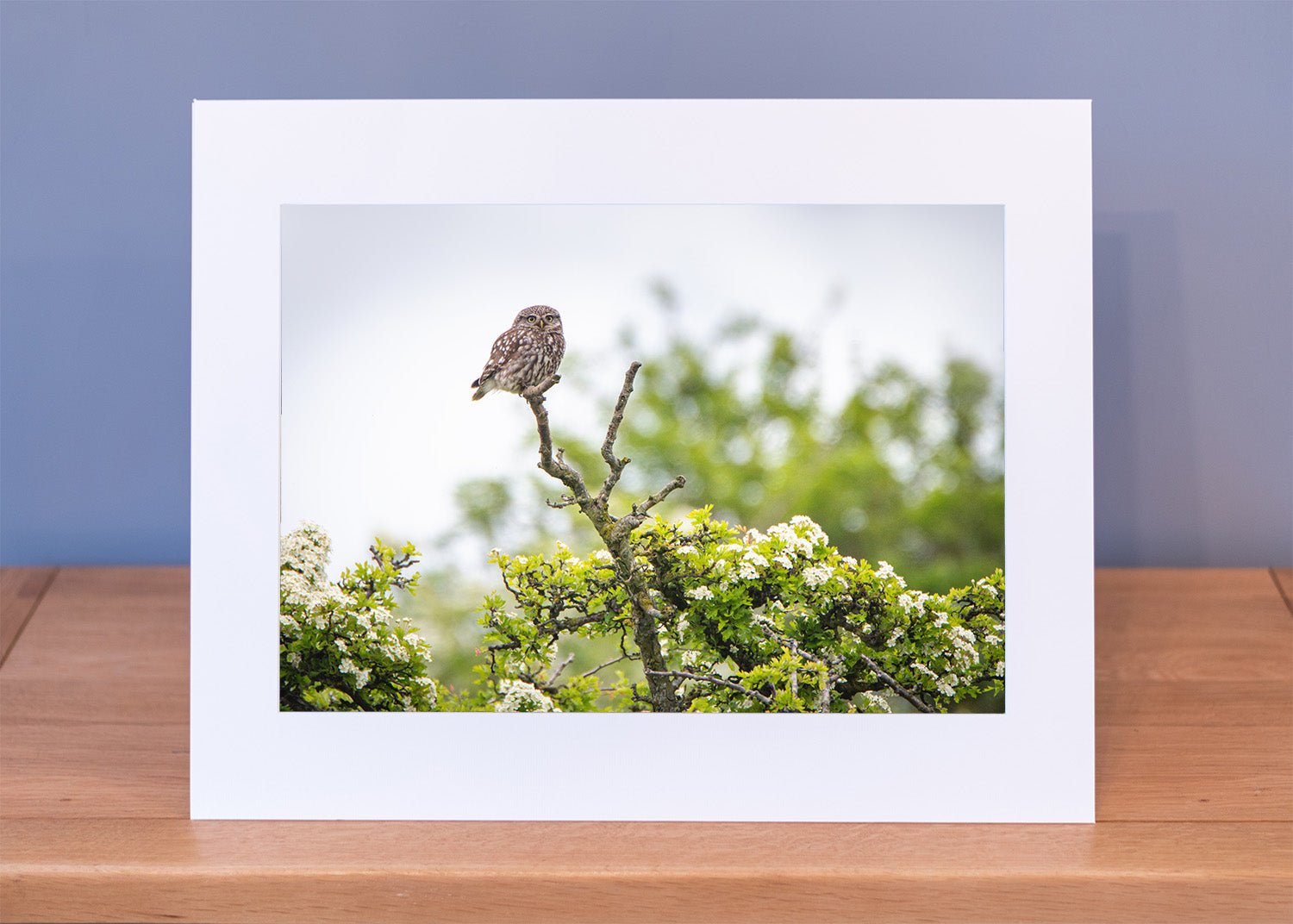 Little Owl in Blossom Print - Phil Sproson Photography