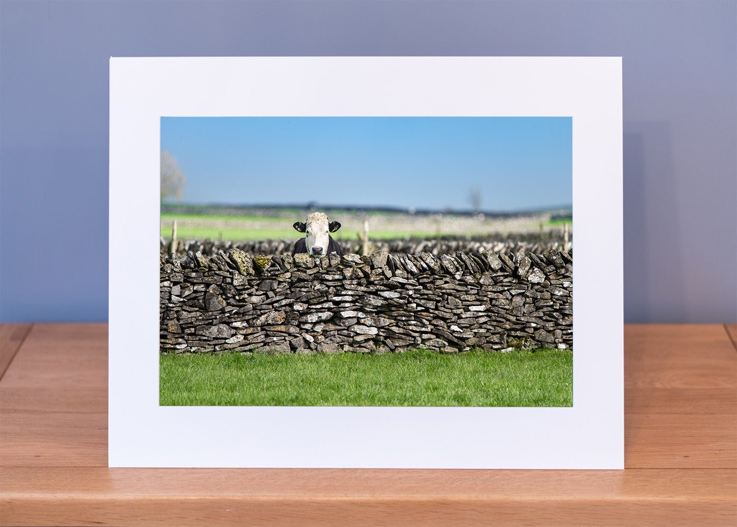 Peek-a-Moo Print - Phil Sproson Photography