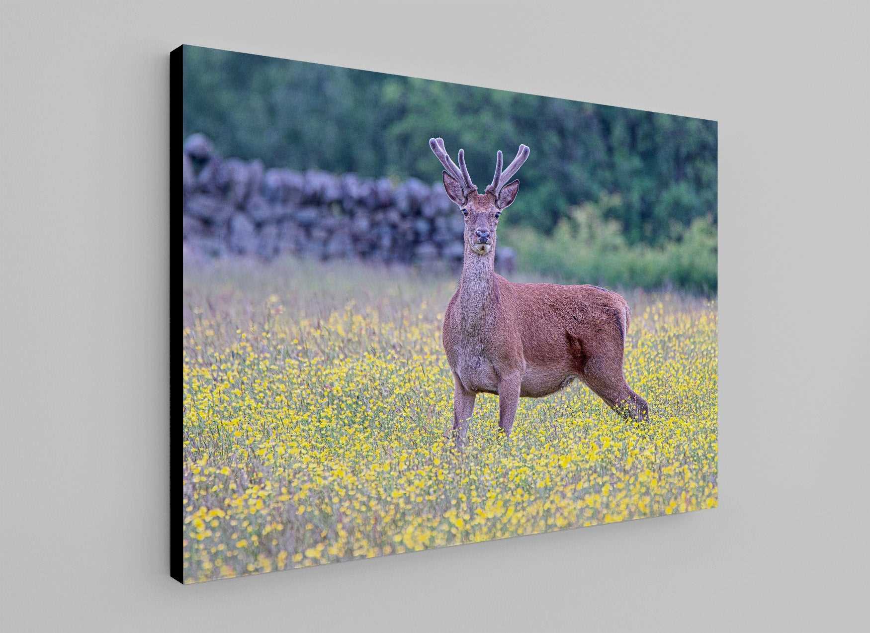 Red and Yellow - Phil Sproson Photography