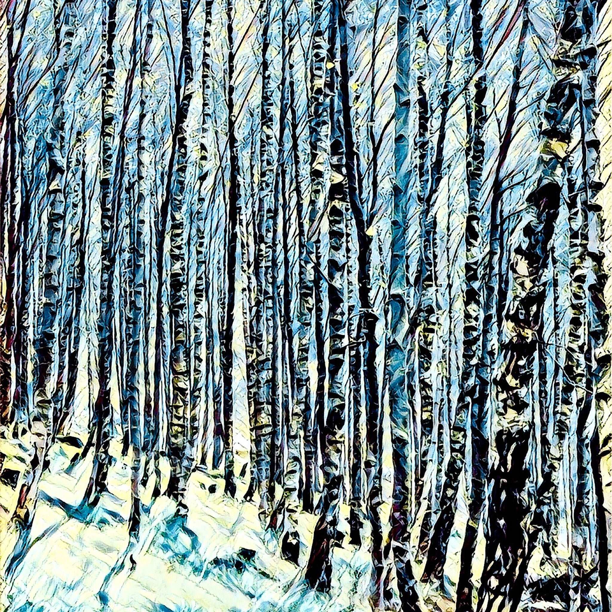 Silver Birches Art Print (10x10in Canvas) - Phil Sproson Photography