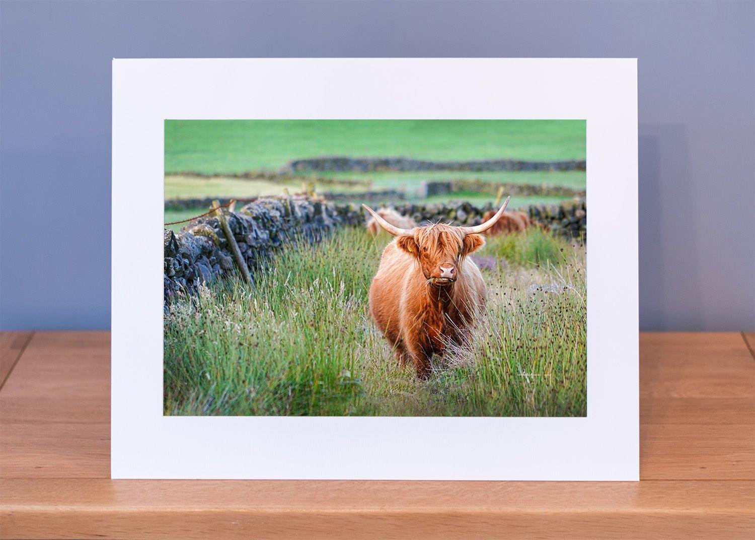 Majestic Moorland Wanderer Print